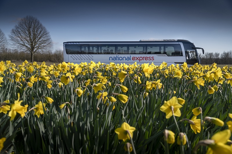 A National Express coach with a field of daffodils in the foreground