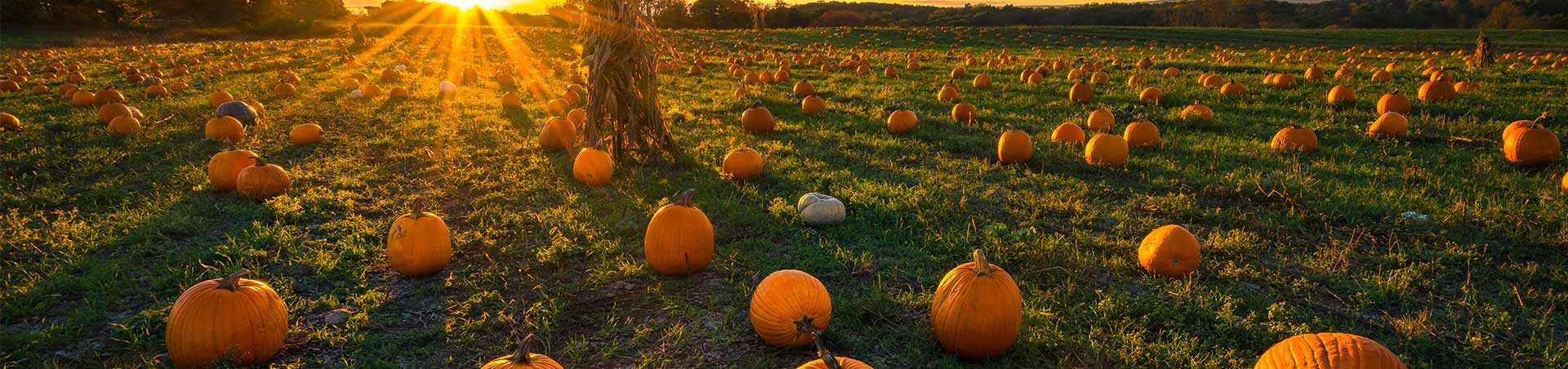 Coach travel with National Express